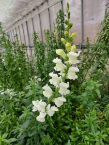 食べられるお花のイメージ