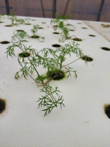 水耕栽培野菜のイメージ01